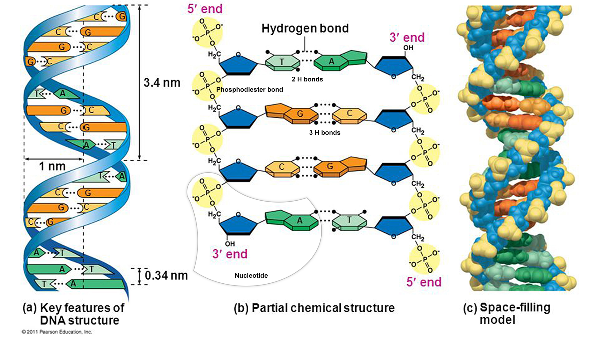 Nucleotídeos Dna