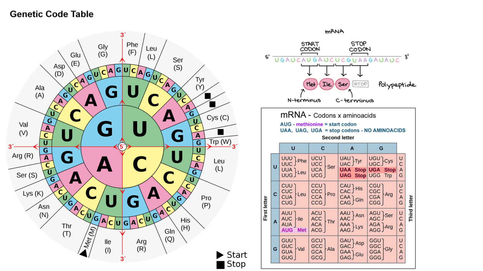 Código Genético – Códons x Aminoácidos – Portal Italiano